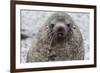 Adult Bull Antarctic Fur Seal (Arctocephalus Gazella), Head Detail, Stromness Harbor, South Georgia-Michael Nolan-Framed Photographic Print