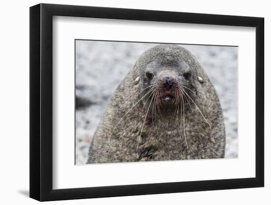 Adult Bull Antarctic Fur Seal (Arctocephalus Gazella), Head Detail, Stromness Harbor, South Georgia-Michael Nolan-Framed Photographic Print