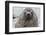 Adult Bull Antarctic Fur Seal (Arctocephalus Gazella), Head Detail, Stromness Harbor, South Georgia-Michael Nolan-Framed Photographic Print