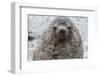 Adult Bull Antarctic Fur Seal (Arctocephalus Gazella), Head Detail, Stromness Harbor, South Georgia-Michael Nolan-Framed Photographic Print