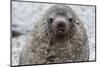 Adult Bull Antarctic Fur Seal (Arctocephalus Gazella), Head Detail, Stromness Harbor, South Georgia-Michael Nolan-Mounted Photographic Print