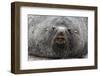 Adult Bull Antarctic Fur Seal (Arctocephalus Gazella), Head Detail, Stromness Harbor, South Georgia-Michael Nolan-Framed Photographic Print