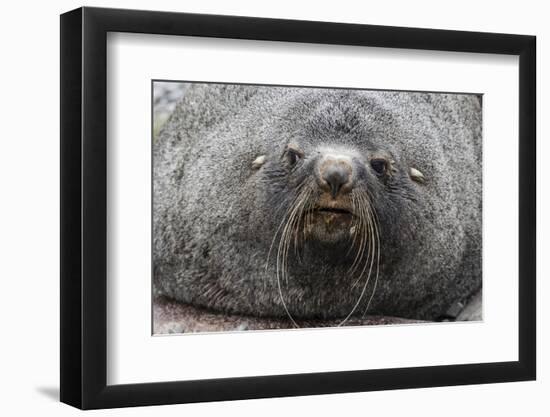 Adult Bull Antarctic Fur Seal (Arctocephalus Gazella), Head Detail, Stromness Harbor, South Georgia-Michael Nolan-Framed Photographic Print