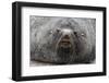 Adult Bull Antarctic Fur Seal (Arctocephalus Gazella), Head Detail, Stromness Harbor, South Georgia-Michael Nolan-Framed Photographic Print