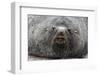 Adult Bull Antarctic Fur Seal (Arctocephalus Gazella), Head Detail, Stromness Harbor, South Georgia-Michael Nolan-Framed Photographic Print