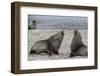 Adult Bull Antarctic Fur Seals (Arctocephalus Gazella) Fighting in Stromness Harbor, South Georgia-Michael Nolan-Framed Photographic Print