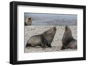 Adult Bull Antarctic Fur Seals (Arctocephalus Gazella) Fighting in Stromness Harbor, South Georgia-Michael Nolan-Framed Photographic Print