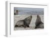 Adult Bull Antarctic Fur Seals (Arctocephalus Gazella) Fighting in Stromness Harbor, South Georgia-Michael Nolan-Framed Photographic Print