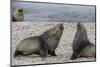 Adult Bull Antarctic Fur Seals (Arctocephalus Gazella) Fighting in Stromness Harbor, South Georgia-Michael Nolan-Mounted Photographic Print