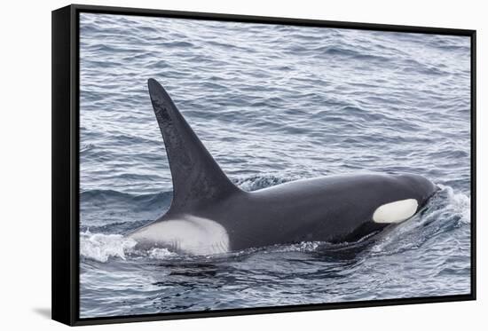 Adult Bull Type a Killer Whale (Orcinus Orca) in the Gerlache Strait, Antarctica, Polar Regions-Michael Nolan-Framed Stretched Canvas
