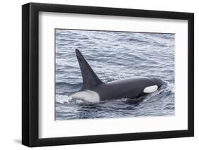 Adult Bull Type a Killer Whale (Orcinus Orca) in the Gerlache Strait, Antarctica, Polar Regions-Michael Nolan-Framed Photographic Print