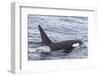 Adult Bull Type a Killer Whale (Orcinus Orca) in the Gerlache Strait, Antarctica, Polar Regions-Michael Nolan-Framed Photographic Print