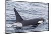 Adult Bull Type a Killer Whale (Orcinus Orca) in the Gerlache Strait, Antarctica, Polar Regions-Michael Nolan-Mounted Photographic Print