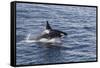 Adult Bull Type a Killer Whale (Orcinus Orca) Power Lunging in the Gerlache Strait, Antarctica-Michael Nolan-Framed Stretched Canvas