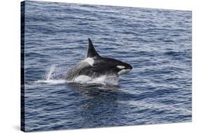 Adult Bull Type a Killer Whale (Orcinus Orca) Power Lunging in the Gerlache Strait, Antarctica-Michael Nolan-Stretched Canvas