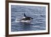 Adult Bull Type a Killer Whale (Orcinus Orca) Power Lunging in the Gerlache Strait, Antarctica-Michael Nolan-Framed Photographic Print