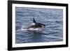 Adult Bull Type a Killer Whale (Orcinus Orca) Power Lunging in the Gerlache Strait, Antarctica-Michael Nolan-Framed Photographic Print