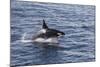 Adult Bull Type a Killer Whale (Orcinus Orca) Power Lunging in the Gerlache Strait, Antarctica-Michael Nolan-Mounted Photographic Print