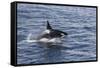 Adult Bull Type a Killer Whale (Orcinus Orca) Power Lunging in the Gerlache Strait, Antarctica-Michael Nolan-Framed Stretched Canvas