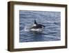 Adult Bull Type a Killer Whale (Orcinus Orca) Power Lunging in the Gerlache Strait, Antarctica-Michael Nolan-Framed Photographic Print