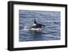 Adult Bull Type a Killer Whale (Orcinus Orca) Power Lunging in the Gerlache Strait, Antarctica-Michael Nolan-Framed Photographic Print