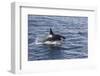 Adult Bull Type a Killer Whale (Orcinus Orca) Power Lunging in the Gerlache Strait, Antarctica-Michael Nolan-Framed Photographic Print