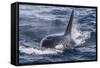 Adult Bull Type a Killer Whale (Orcinus Orca) Surfacing in the Gerlache Strait, Antarctica-Michael Nolan-Framed Stretched Canvas