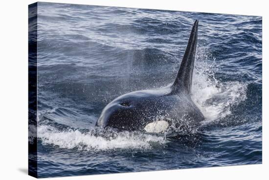 Adult Bull Type a Killer Whale (Orcinus Orca) Surfacing in the Gerlache Strait, Antarctica-Michael Nolan-Stretched Canvas