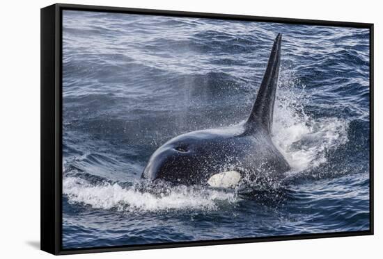 Adult Bull Type a Killer Whale (Orcinus Orca) Surfacing in the Gerlache Strait, Antarctica-Michael Nolan-Framed Stretched Canvas