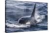 Adult Bull Type a Killer Whale (Orcinus Orca) Surfacing in the Gerlache Strait, Antarctica-Michael Nolan-Stretched Canvas
