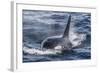 Adult Bull Type a Killer Whale (Orcinus Orca) Surfacing in the Gerlache Strait, Antarctica-Michael Nolan-Framed Photographic Print