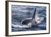 Adult Bull Type a Killer Whale (Orcinus Orca) Surfacing in the Gerlache Strait, Antarctica-Michael Nolan-Framed Photographic Print