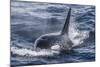 Adult Bull Type a Killer Whale (Orcinus Orca) Surfacing in the Gerlache Strait, Antarctica-Michael Nolan-Mounted Photographic Print