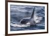 Adult Bull Type a Killer Whale (Orcinus Orca) Surfacing in the Gerlache Strait, Antarctica-Michael Nolan-Framed Photographic Print