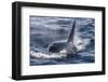 Adult Bull Type a Killer Whale (Orcinus Orca) Surfacing in the Gerlache Strait, Antarctica-Michael Nolan-Framed Photographic Print