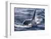 Adult Bull Type a Killer Whale (Orcinus Orca) Surfacing in the Gerlache Strait, Antarctica-Michael Nolan-Framed Photographic Print