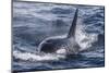 Adult Bull Type a Killer Whale (Orcinus Orca) Surfacing in the Gerlache Strait, Antarctica-Michael Nolan-Mounted Photographic Print