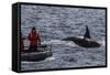 Adult Bull Type a Killer Whale (Orcinus Orca) Surfacing Near Researchers in the Gerlache Strait-Michael Nolan-Framed Stretched Canvas