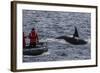 Adult Bull Type a Killer Whale (Orcinus Orca) Surfacing Near Researchers in the Gerlache Strait-Michael Nolan-Framed Photographic Print