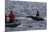 Adult Bull Type a Killer Whale (Orcinus Orca) Surfacing Near Researchers in the Gerlache Strait-Michael Nolan-Mounted Photographic Print
