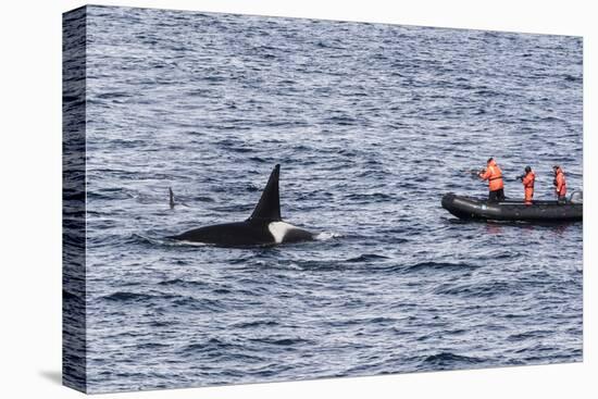 Adult Bull Type a Killer Whale (Orcinus Orca) Surfacing Near Researchers in the Gerlache Strait-Michael Nolan-Stretched Canvas