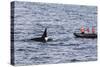 Adult Bull Type a Killer Whale (Orcinus Orca) Surfacing Near Researchers in the Gerlache Strait-Michael Nolan-Stretched Canvas