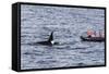 Adult Bull Type a Killer Whale (Orcinus Orca) Surfacing Near Researchers in the Gerlache Strait-Michael Nolan-Framed Stretched Canvas