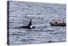 Adult Bull Type a Killer Whale (Orcinus Orca) Surfacing Near Researchers in the Gerlache Strait-Michael Nolan-Stretched Canvas