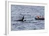 Adult Bull Type a Killer Whale (Orcinus Orca) Surfacing Near Researchers in the Gerlache Strait-Michael Nolan-Framed Photographic Print