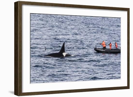 Adult Bull Type a Killer Whale (Orcinus Orca) Surfacing Near Researchers in the Gerlache Strait-Michael Nolan-Framed Photographic Print