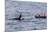 Adult Bull Type a Killer Whale (Orcinus Orca) Surfacing Near Researchers in the Gerlache Strait-Michael Nolan-Mounted Photographic Print