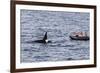 Adult Bull Type a Killer Whale (Orcinus Orca) Surfacing Near Researchers in the Gerlache Strait-Michael Nolan-Framed Photographic Print