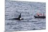 Adult Bull Type a Killer Whale (Orcinus Orca) Surfacing Near Researchers in the Gerlache Strait-Michael Nolan-Mounted Photographic Print