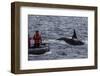 Adult Bull Type a Killer Whale (Orcinus Orca) Surfacing Near Researchers in the Gerlache Strait-Michael Nolan-Framed Photographic Print